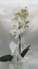 Tekli Beyaz Orkide 2