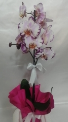 Tekli Benekli Orkide 2