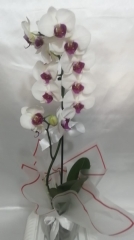 Tekli Beyaz Orkide 1