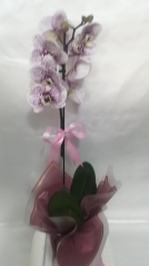 Tekli Benekli Orkide 1